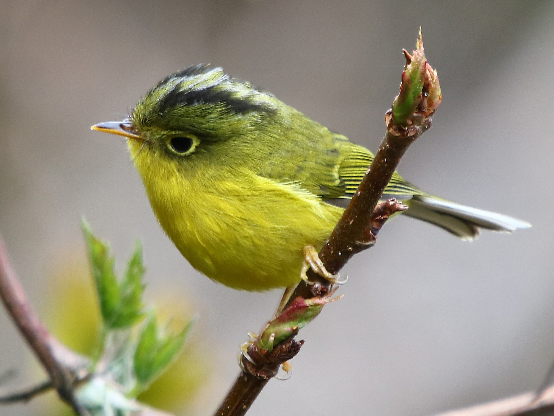 Whistler's Warbler - Bhaarat Vyas