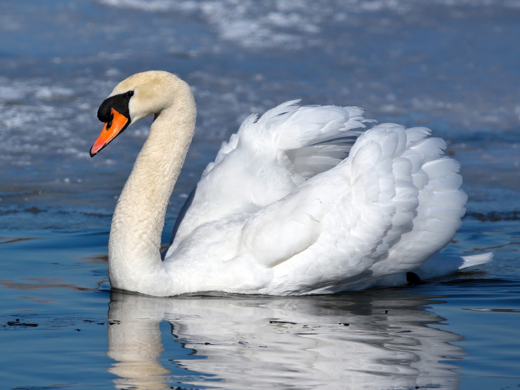 Mute Swan - Paul Tavares