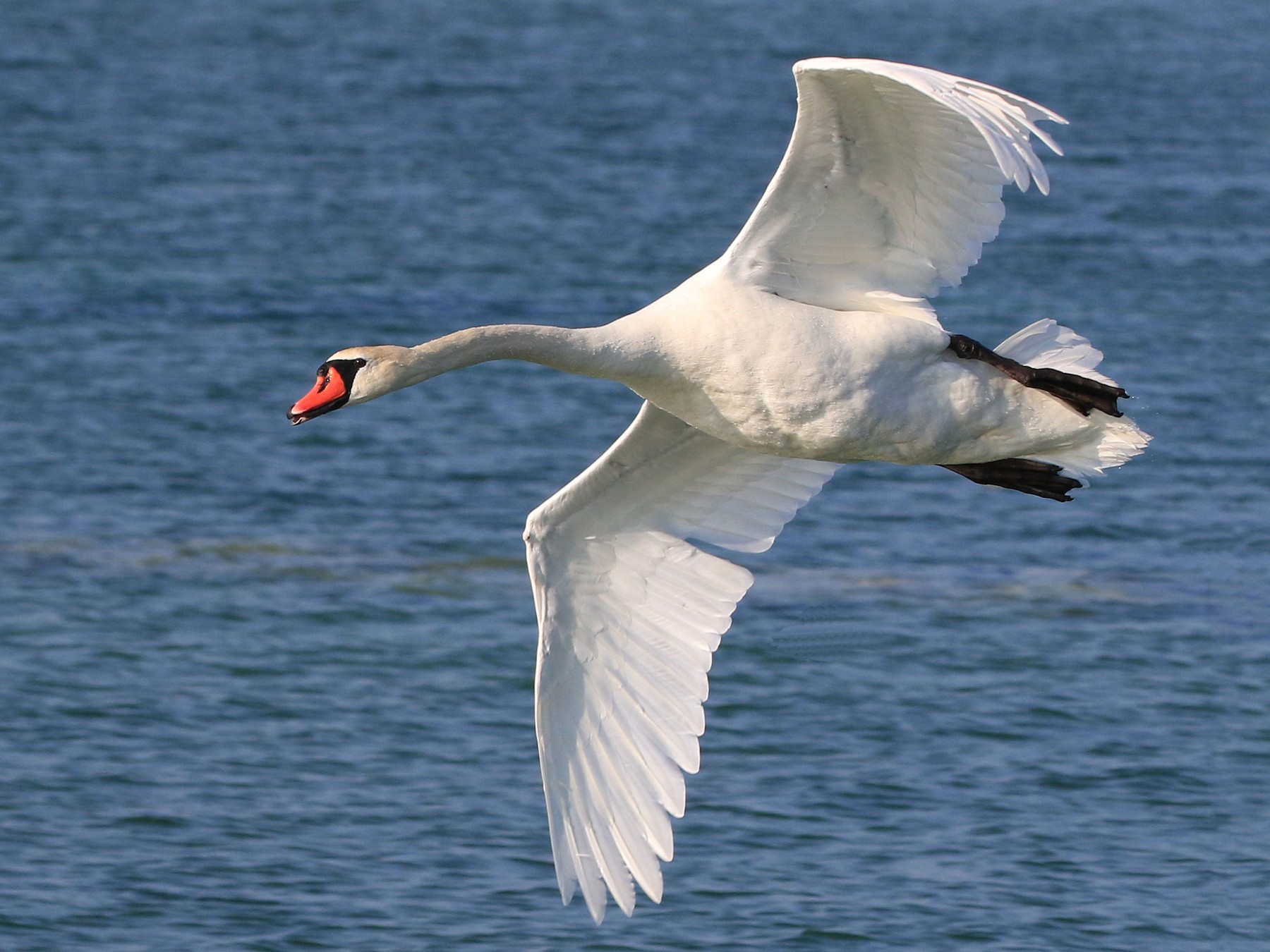 Mute Swan - Patrick MONNEY