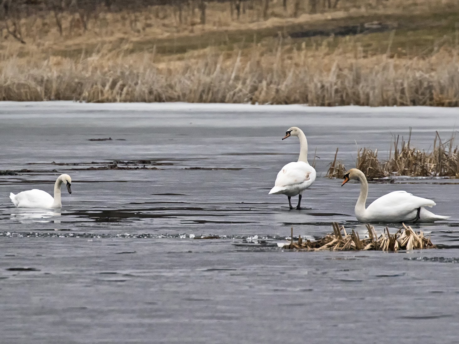 Mute Swan eBird