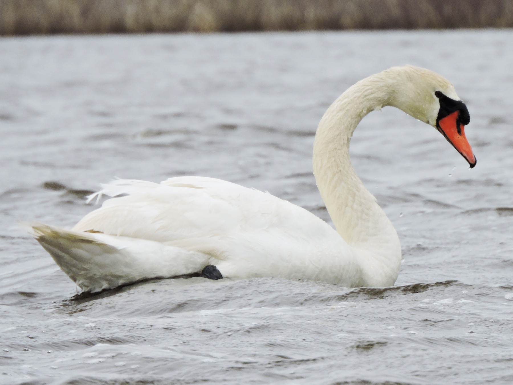 Mute Swan - Jack  Bushong