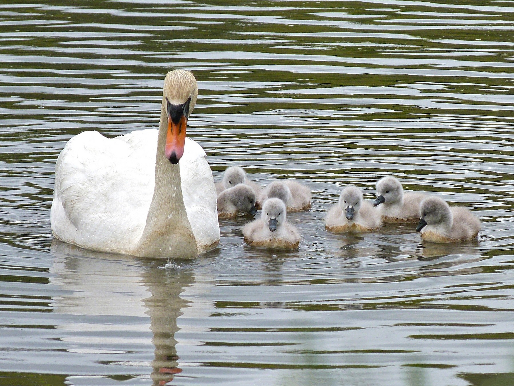 Mute Swan - Jeffrey Thomas