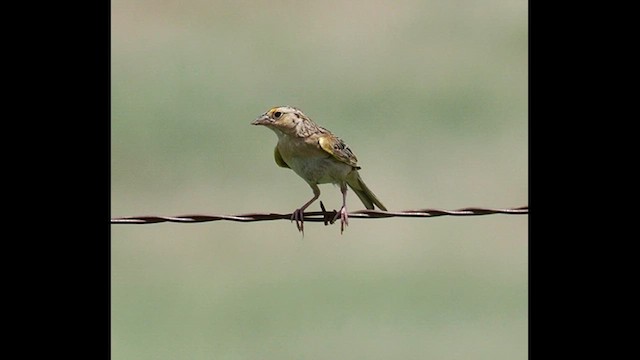 Grasshopper Sparrow - ML599543171
