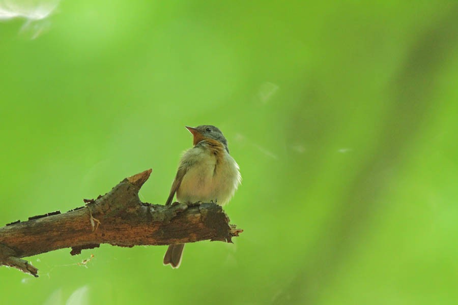 Red-breasted Flycatcher - ML59954521