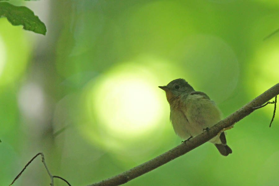 Red-breasted Flycatcher - ML59954531