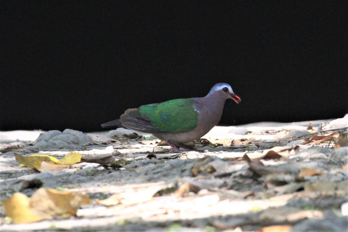 Asian Emerald Dove - ML59954571