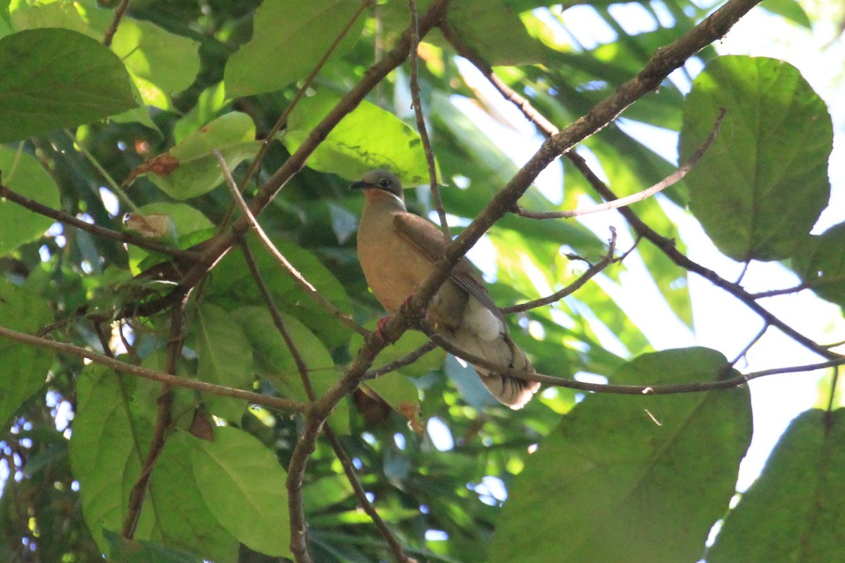 White-eared Brown-Dove - ML59954601