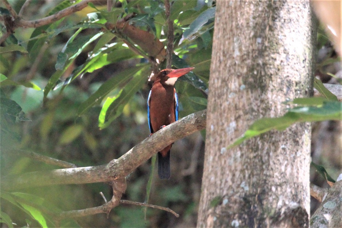 Brown-breasted Kingfisher - ML59954631