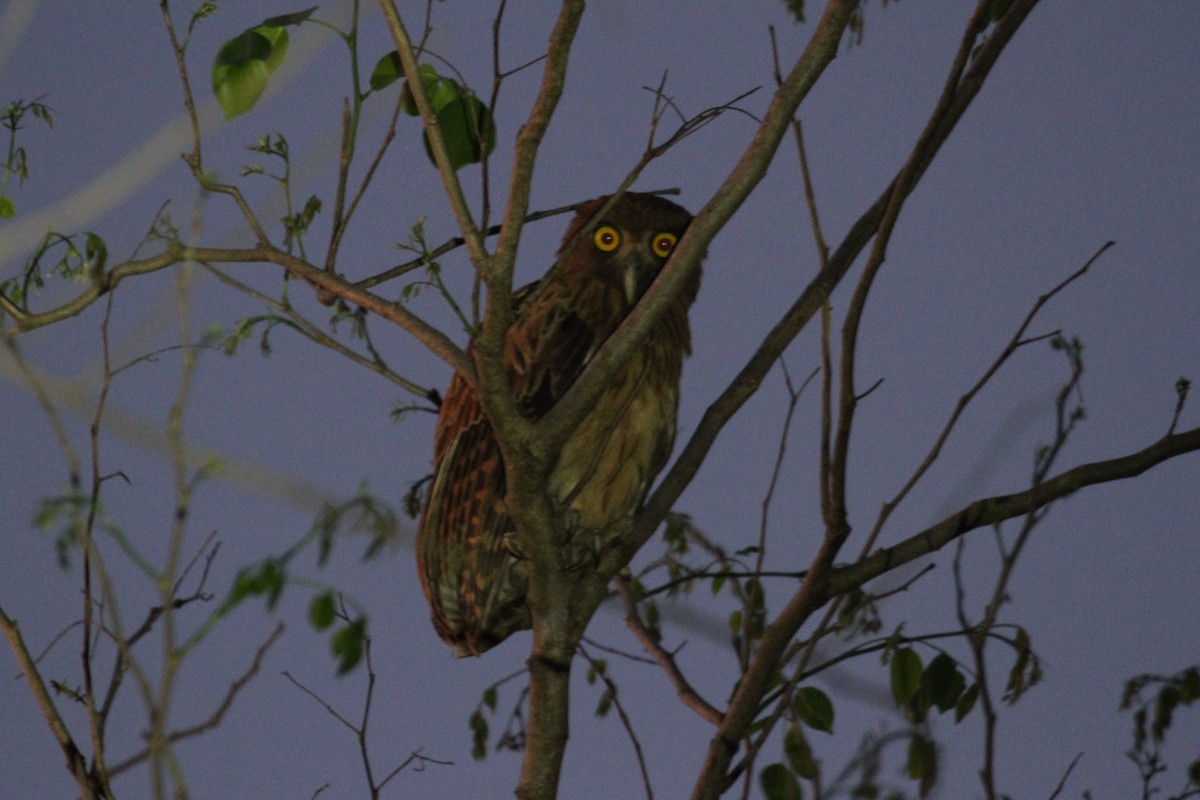 Philippine Eagle-Owl - ML59954731
