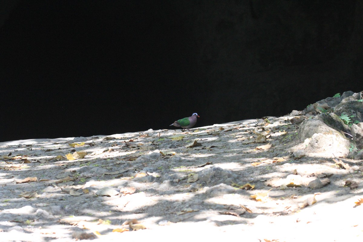Asian Emerald Dove - ML59954751