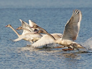  - Trumpeter Swan