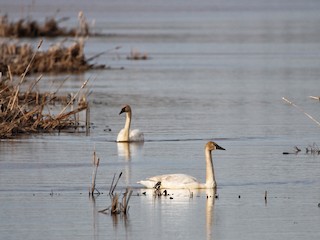  - Trumpeter Swan