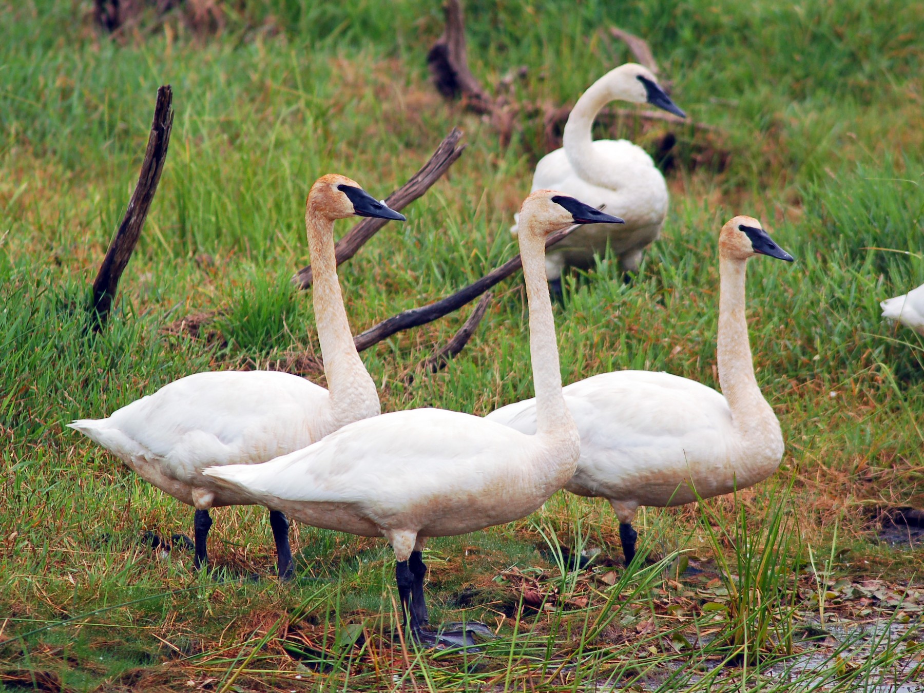 Trumpeter Swan - Willie McHale