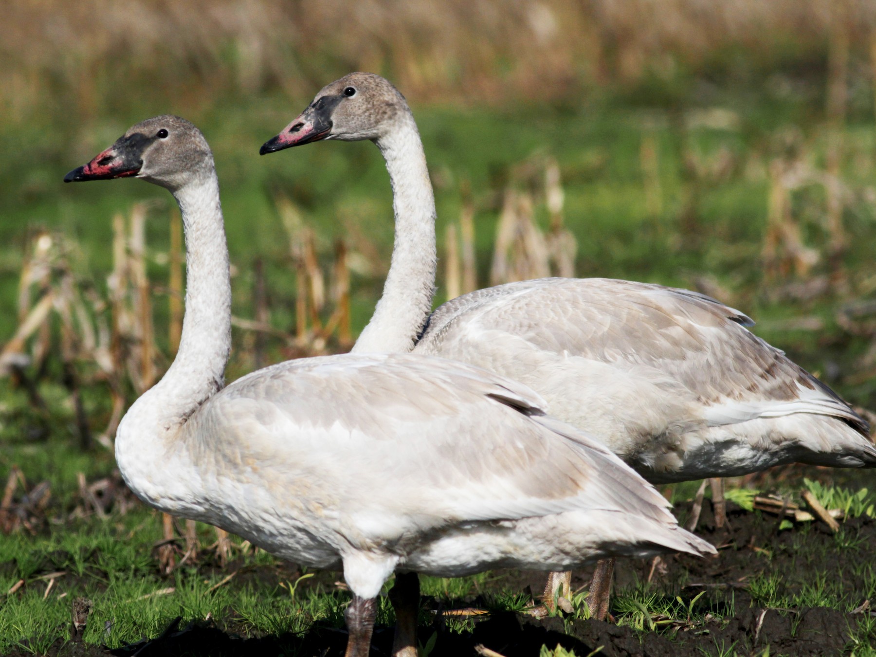 Trumpeter Swan - Jay McGowan