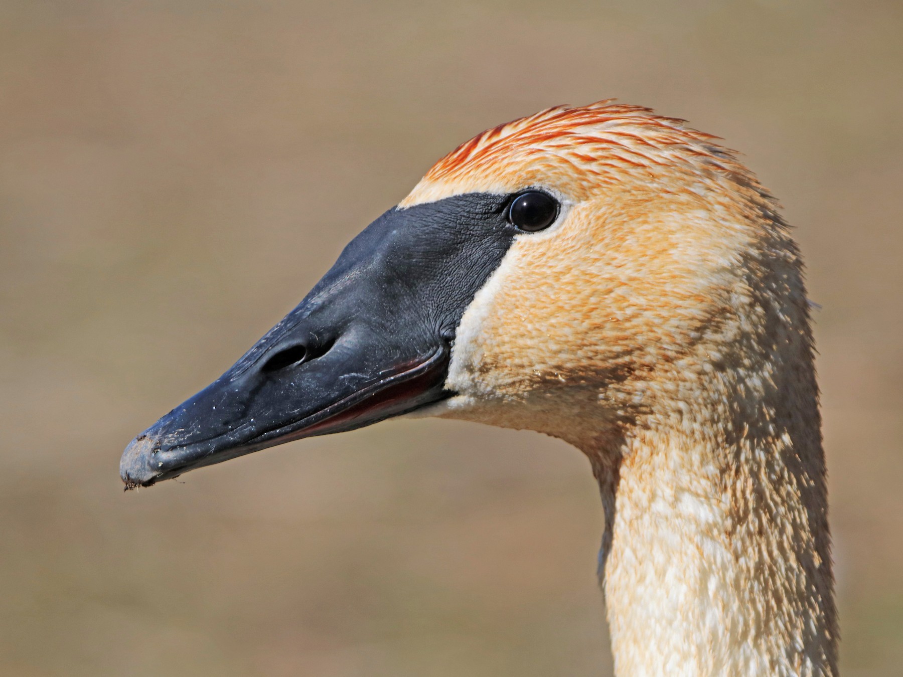 Trumpeter Swan - Zachary Frieben