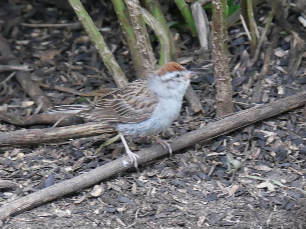 Chipping Sparrow - ML599548931