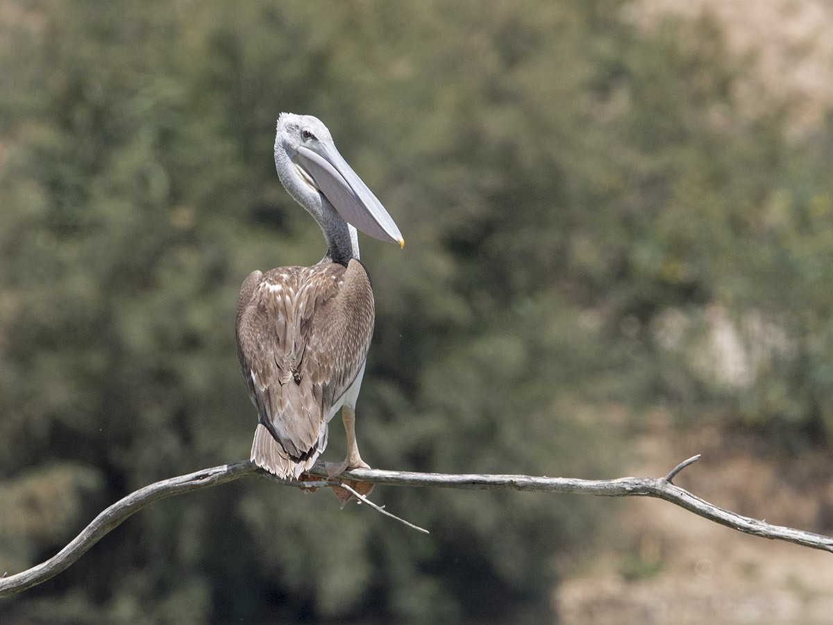 Pink-backed Pelican - rony livne