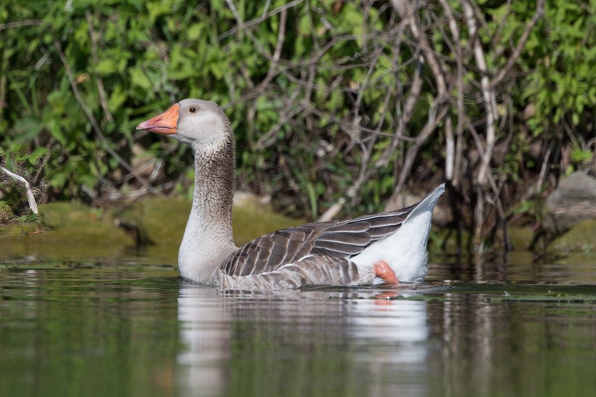 Graylag Goose - ML599552081