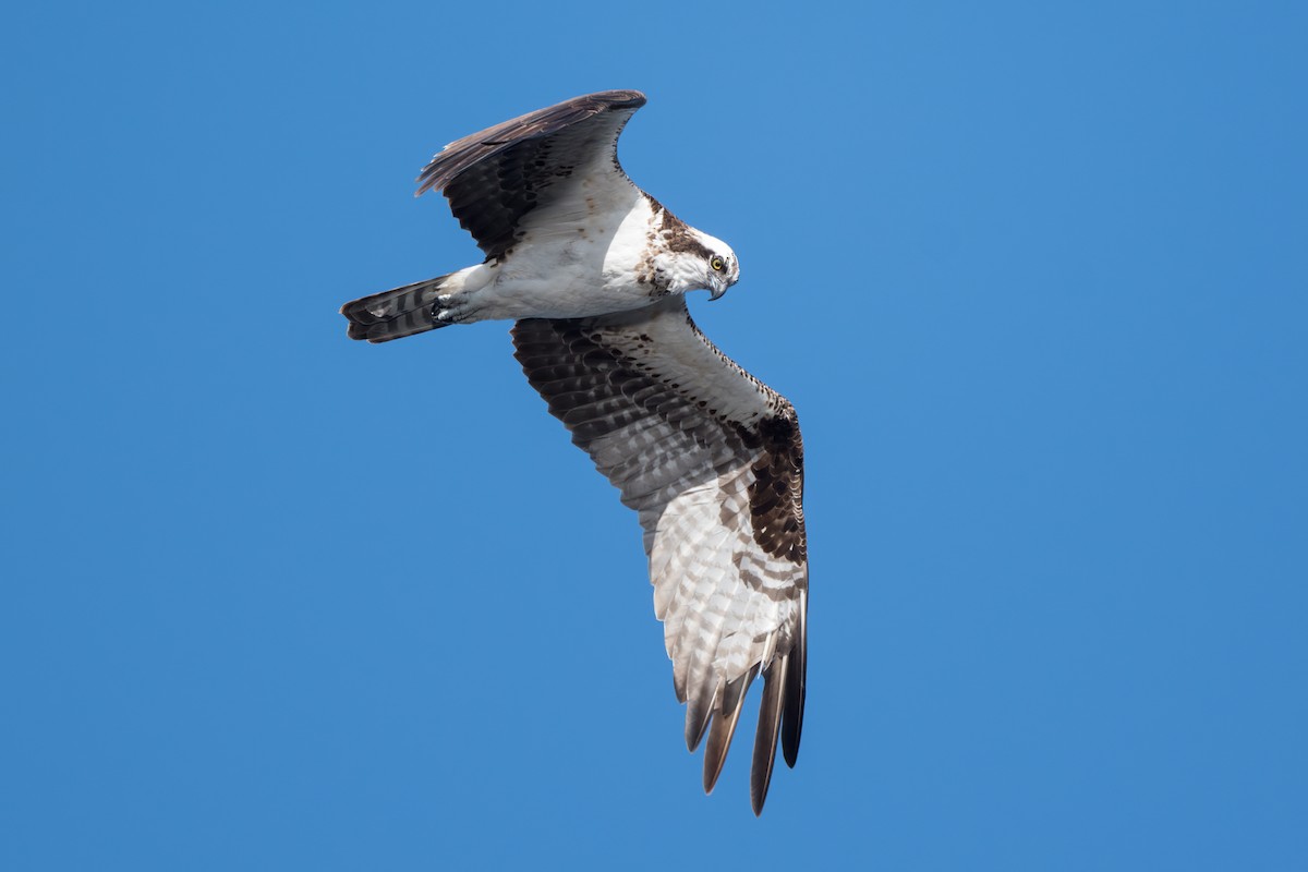 Osprey - ML599552361