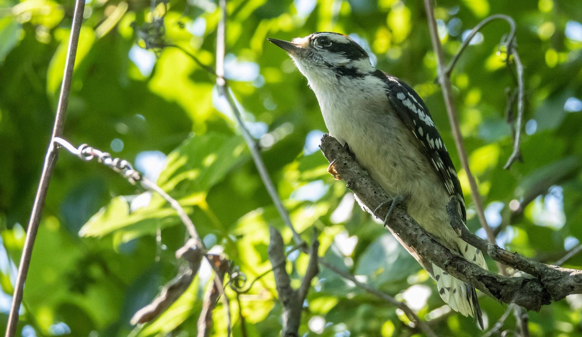 Downy Woodpecker - ML599554401