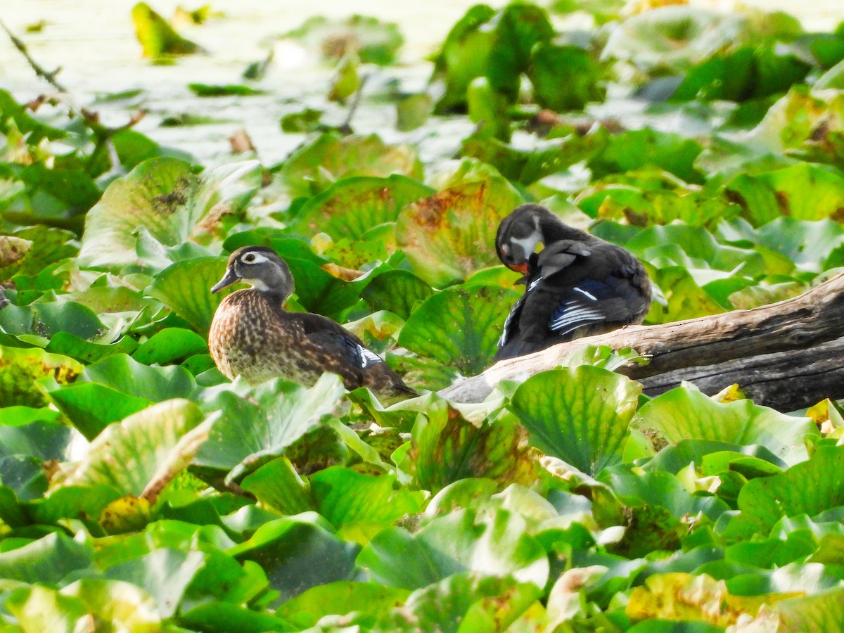 eBird Checklist 1 Aug 2023 Timber Ridge Forest PreserveWest 4