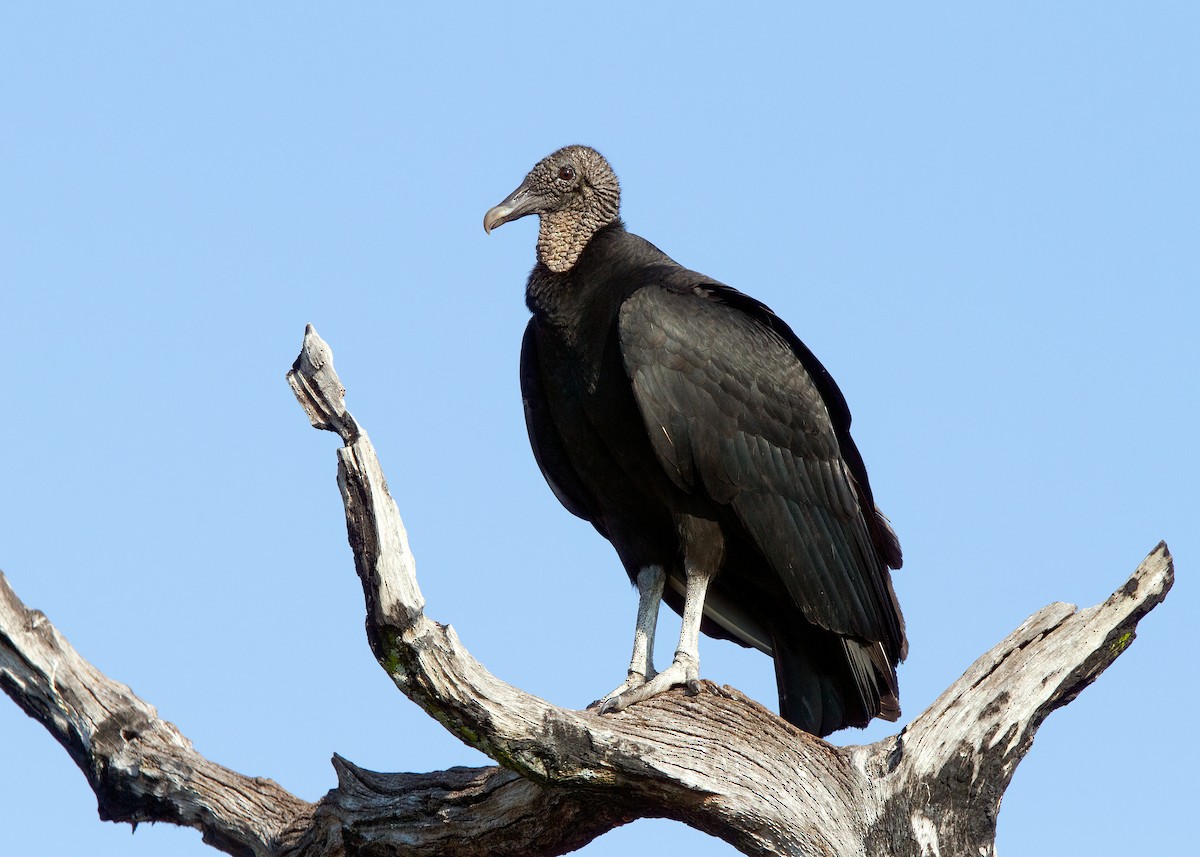 Black Vulture - ML599557131