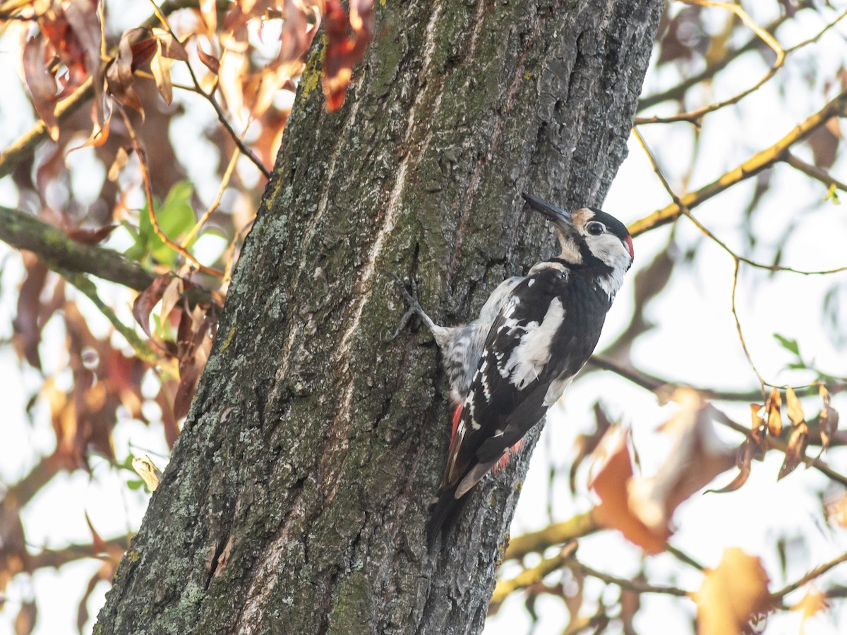 Syrian Woodpecker - ML599558071