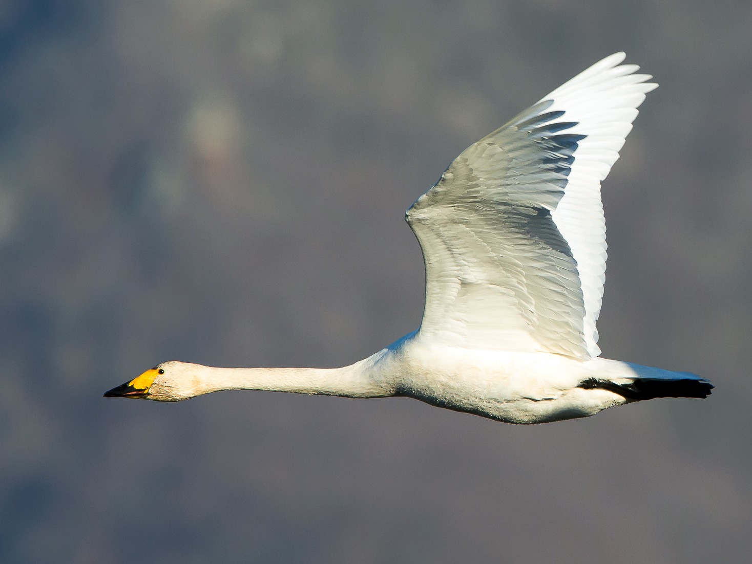 Tundra Swan - Otto Samwald