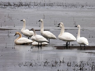  - Tundra Swan