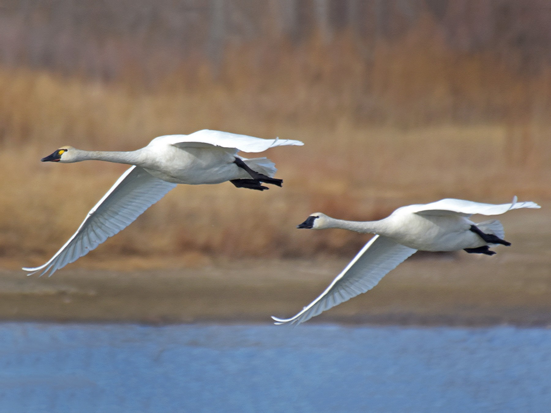 Tundra Swan - Steven Mlodinow