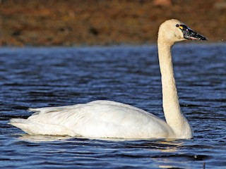  - Tundra Swan