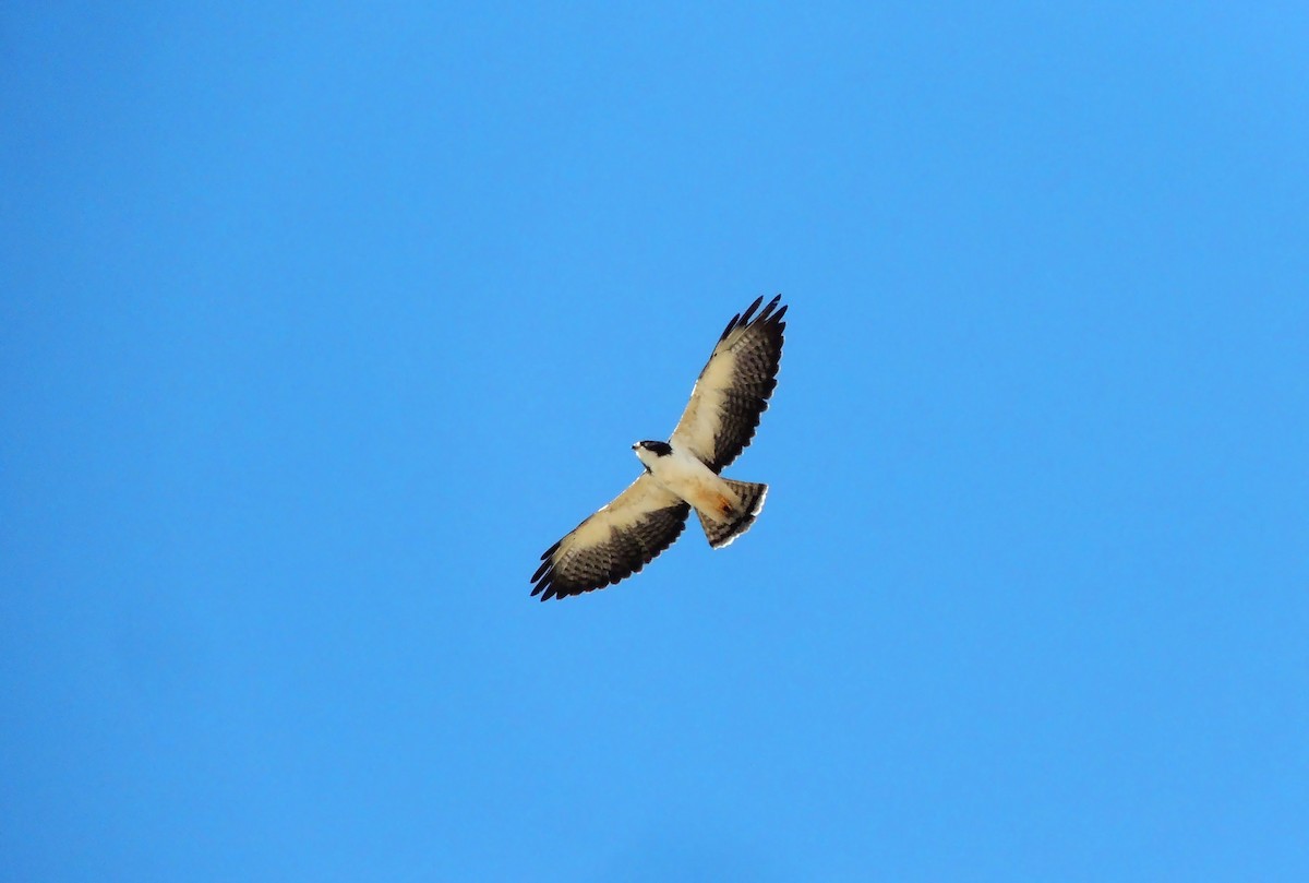 Short-tailed Hawk - Jorge Tiravanti
