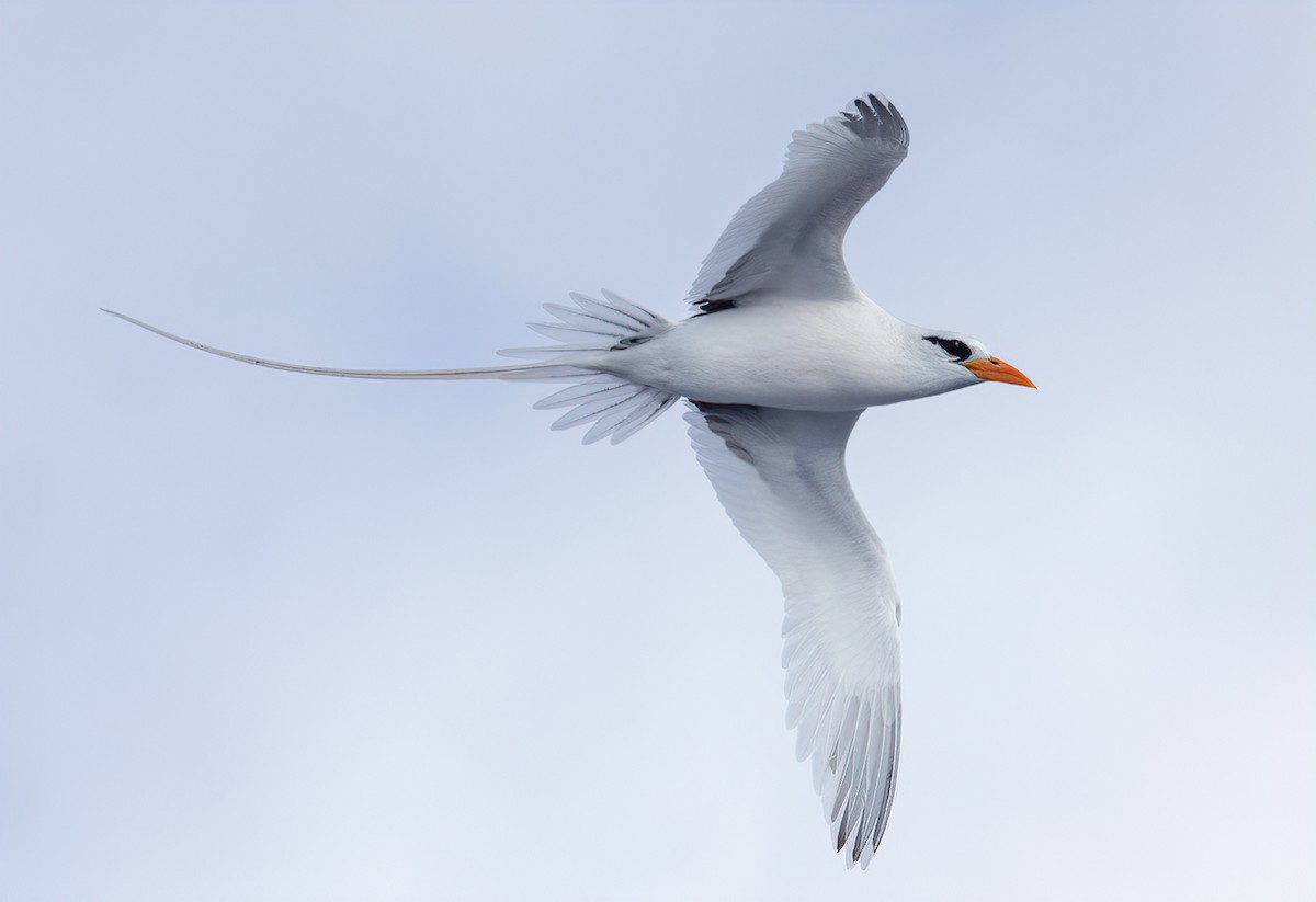 White-tailed Tropicbird (Atlantic) - Jay Gilliam