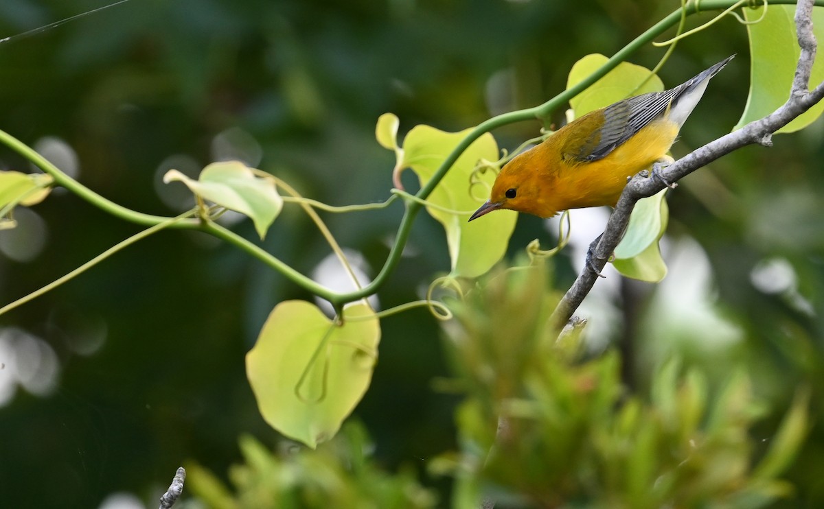 Prothonotary Warbler - ML599567011