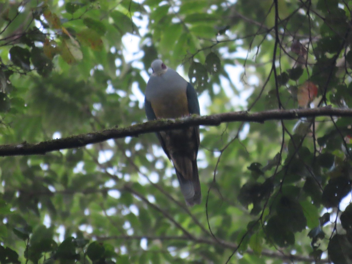 Red-eared Fruit-Dove - ML599569481