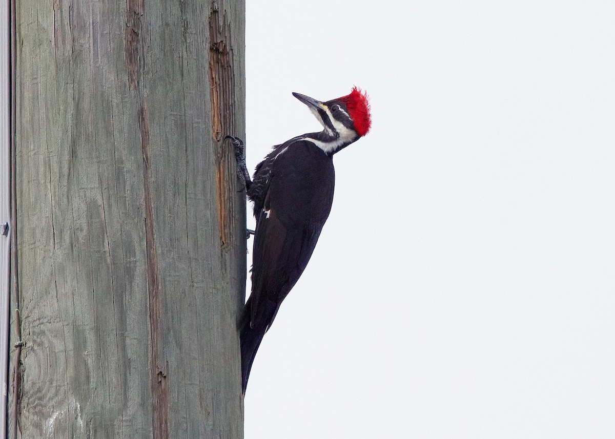 Pileated Woodpecker - Julio Mulero
