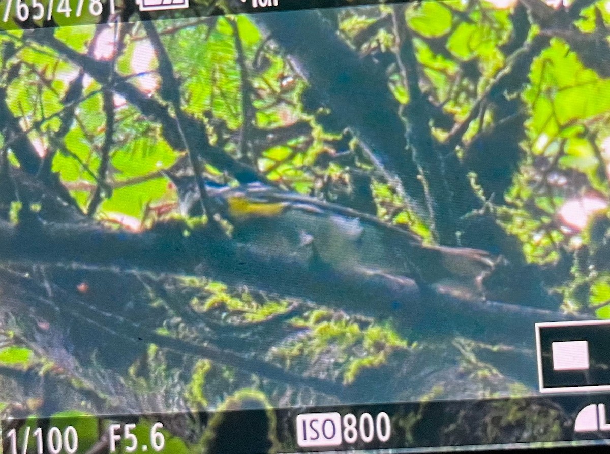 Yellow-rumped Warbler - ML599573681