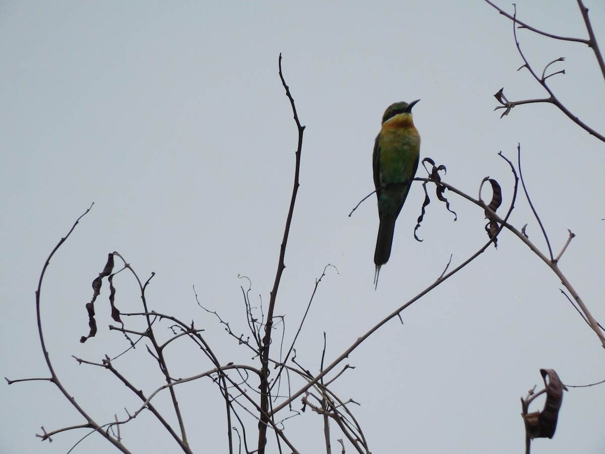 Blue-tailed Bee-eater - ML599574971