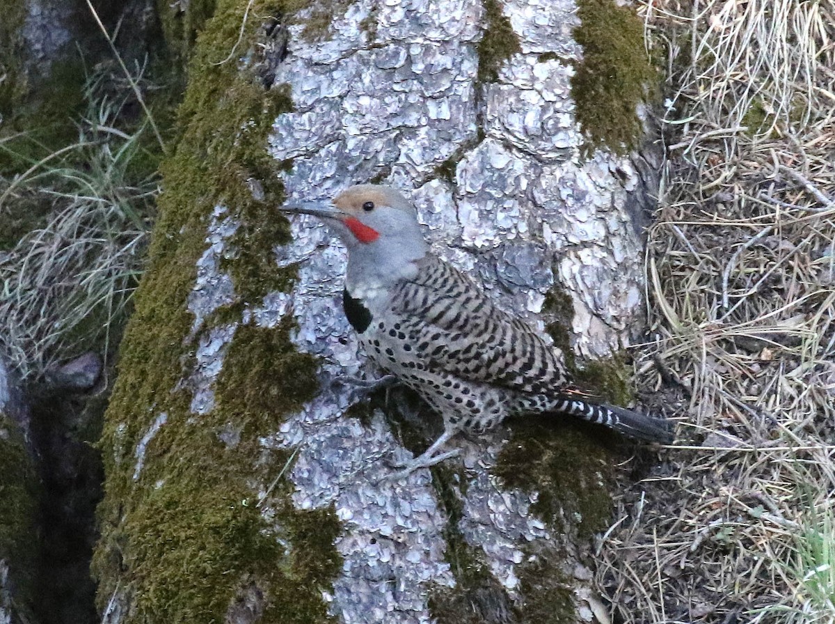 Northern Flicker (Red-shafted) - ML59957641