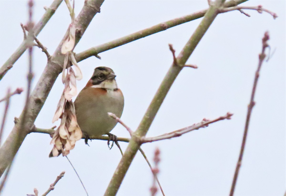 Rufous-collared Sparrow - ML599576461