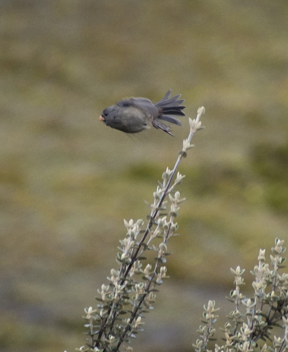 Plain-colored Seedeater - ML599576521