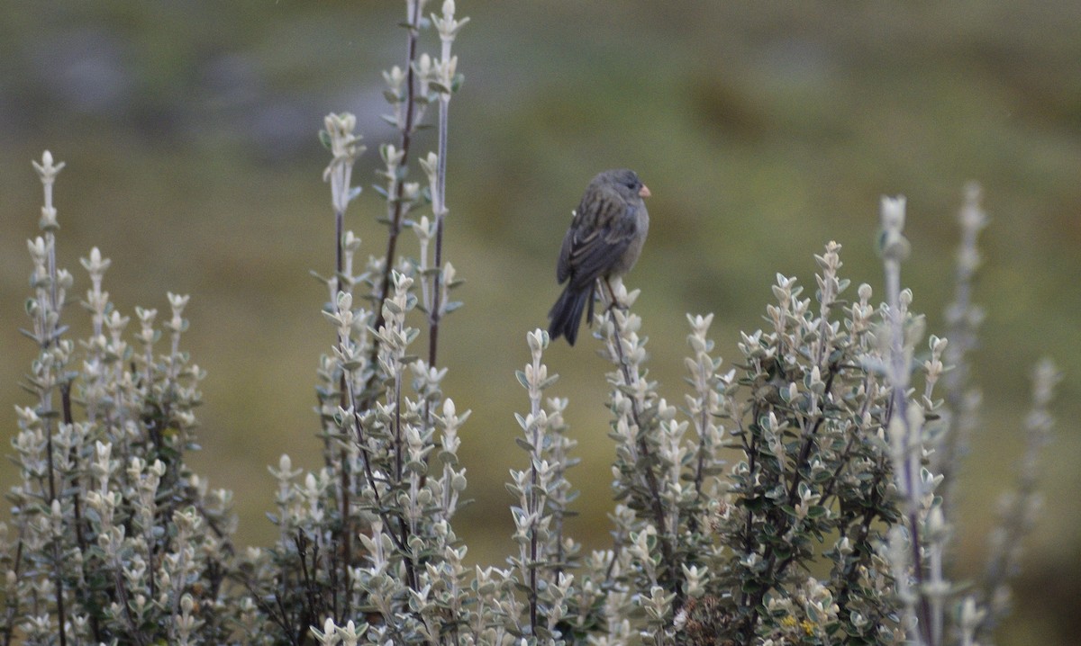 Plain-colored Seedeater - ML599576531