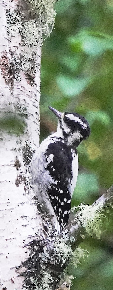 Downy Woodpecker - ML599577401