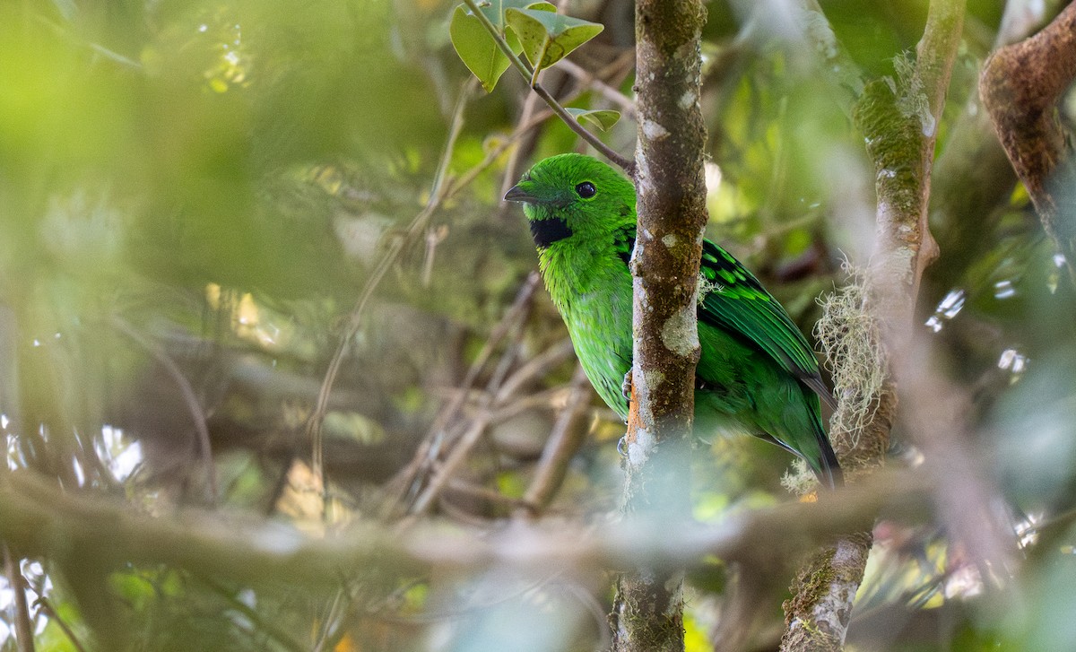 Whitehead's Broadbill - Forest Botial-Jarvis