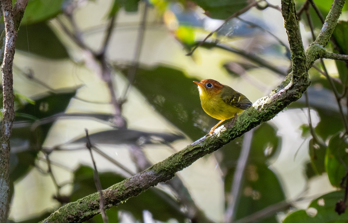 Yellow-breasted Warbler - ML599578981