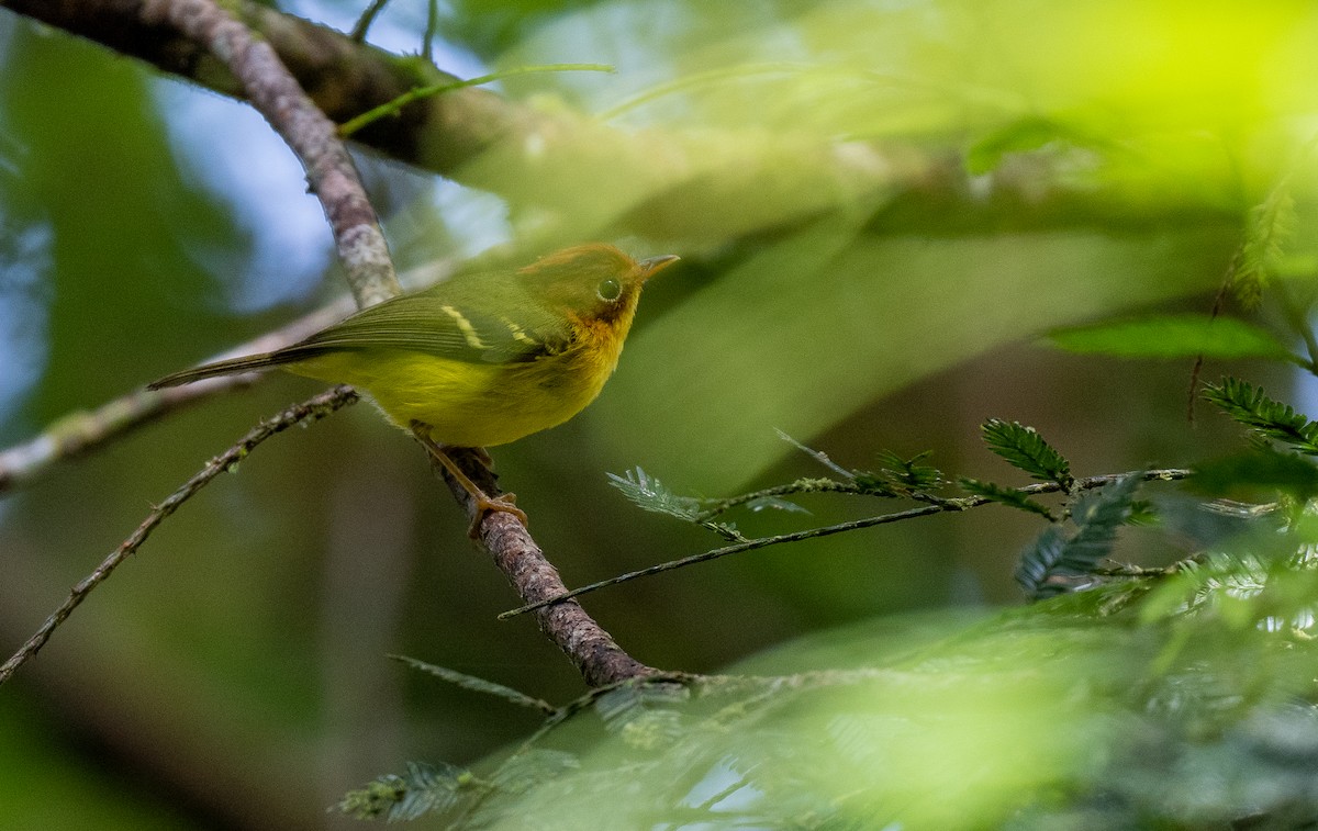 Yellow-breasted Warbler - ML599578991