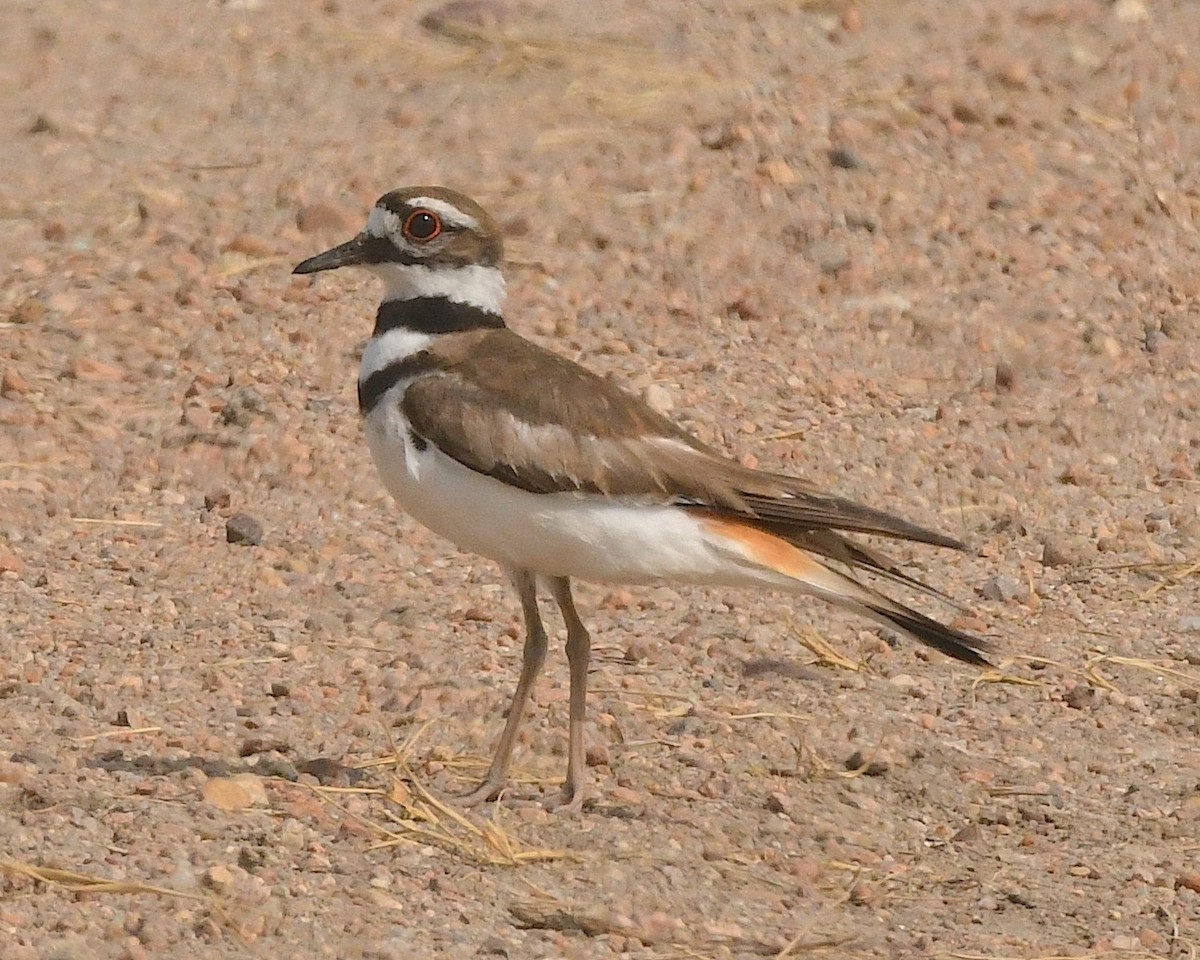 Ebird Checklist Jun Sedgewick Bar Swa Species