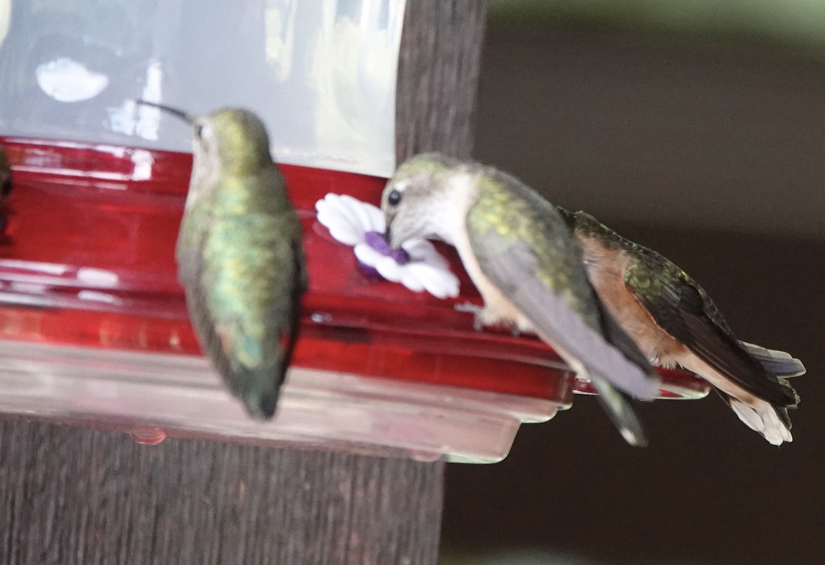 Calliope Hummingbird - ML599580511