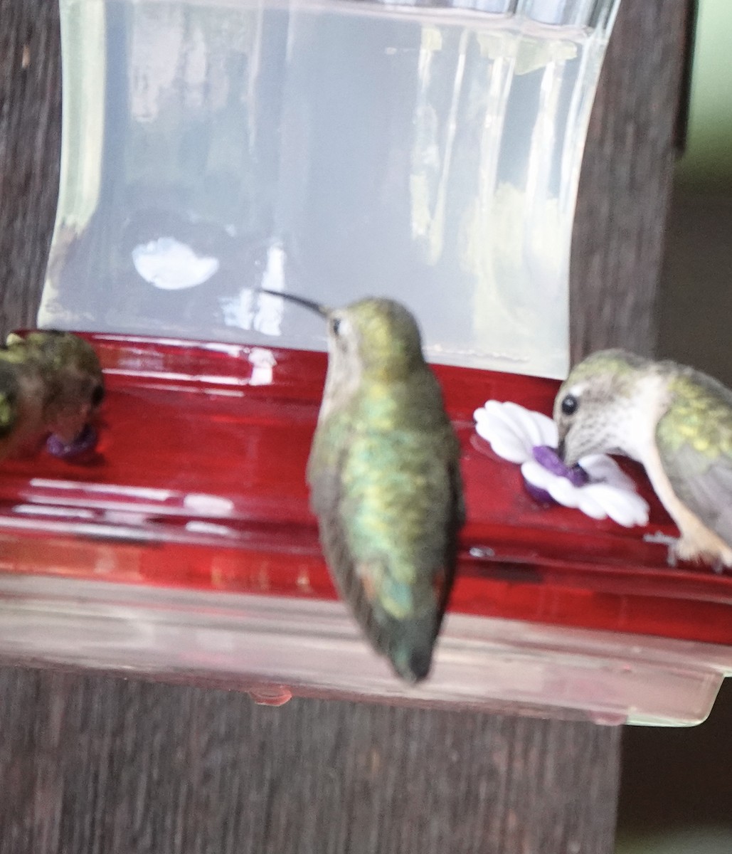 Calliope Hummingbird - ML599580541