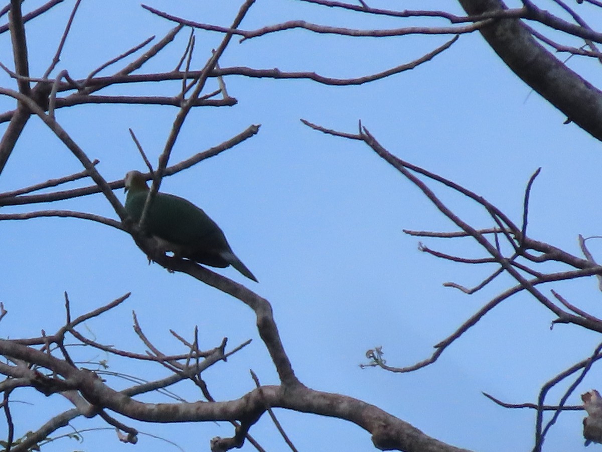 White-bellied Imperial-Pigeon - ML599580821
